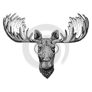 Hipster moose, elk wearing glasses Image for tattoo, logo, emblem, badge design