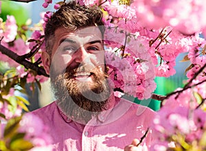 Hipster in pink shirt near branch of sakura. Harmony with nature concept. Bearded man with stylish haircut with sakura