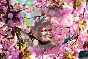 Hipster in pink shirt near branch of sakura. Man with beard and mustache on smiling face near flowers. Harmony with