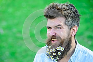 Hipster on smiling face, green grass background, copy space. Guy with daisy or chamomile flowers in beard. Spring