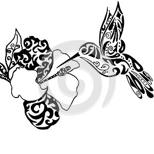 Hiqh qualiti hummingbird and orchid for coloring