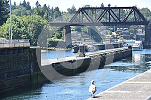 Hiram M. Chittenden Locks Ballard Locks in Seattle, Washington photo