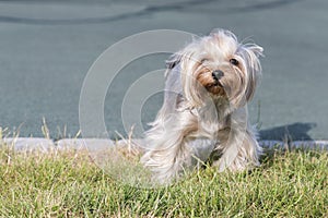 hire Terrier posing an grass. Yorkie Dog