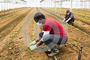 Hire workers in protective medical masks control the growth of seedlings