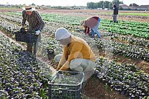 Hired employee harvesting red spinach in garden