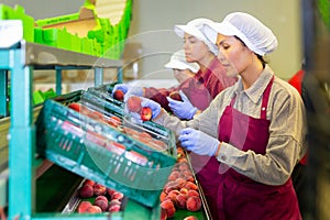 Hired farm worker checks and sorts peaches in warehouse