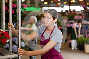 Hired female worker in an apron moves racks with houseplants in greenhouse