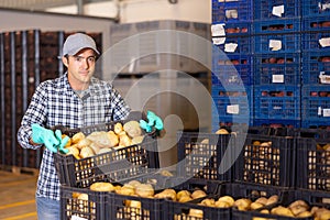 Hired food warehouse worker stacks crates of potatoes