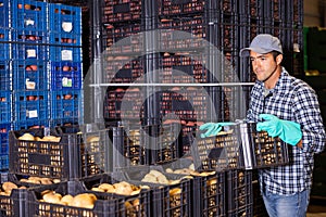 Hired food warehouse worker stacks crates of potatoes