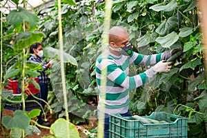 Hired latino worker in protective mask picks crop of cucumbers in greenhouse