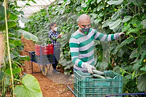 Hired latino worker in protective mask picks crop of cucumbers in greenhouse