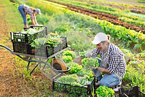 Hired male farm worker harvesting lettuce on farm field