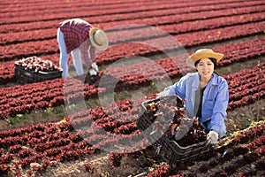 Hired worker asian woman, harvesting fresh red lettuce using knife on field