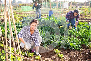 Hired worker caring for lettuce sprouts on farm field