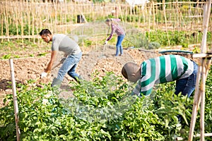 Hired worker collects insect pests from potato sprouts