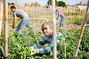 Hired worker collects insect pests from potato sprouts