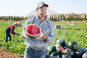 hired worker with half a watermelon in her hands posing in farmer field