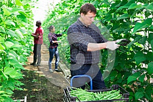 Hired worker picks ripe beans crop in orangery