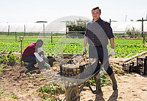 Hired worker transport potatoes in a garden wheelbarrow