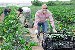 Hired worker transport zucchini in garden wheelbarrow