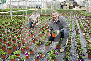 Hired workers engaged in cultivation of plants of petunia in greenhouse