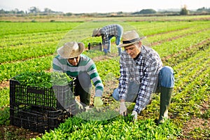 Hired workers harvest arugula on farm plantation