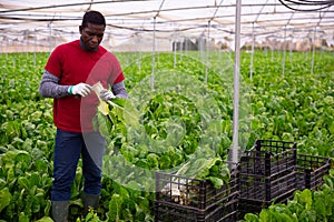 Hired workers harvest mangold in a greenhouse