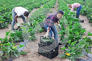 Hired workers harvest zucchini