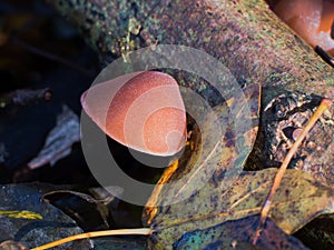 Hirneola auricula-judae or Auricularia auricula-judae fungus