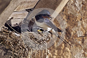 HIRONDELLE DE CHEMINEE hirundo rustica photo