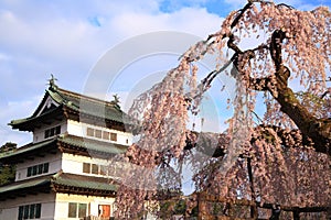 Hirosaki castle and cherry blossoms photo