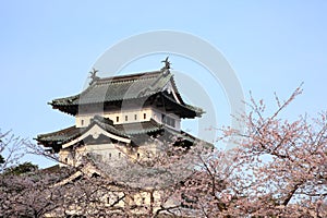 Hirosaki castle and cherry blossoms photo