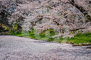 Hirosaki Castle`s inner moat filled with cherry blossom petalsmay be called