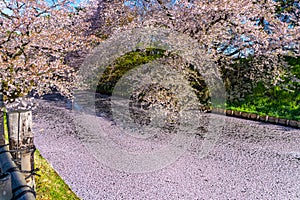 Hirosaki city cherry blossom matsuri. Clear blue sky springtime sunny day. Hanaikada petals raft at outer moat