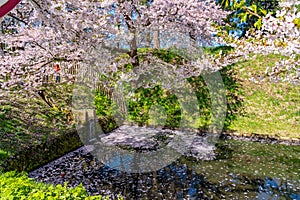 Hirosaki city cherry blossom matsuri. Clear blue sky springtime sunny day. Hanaikada petals raft at outer moat