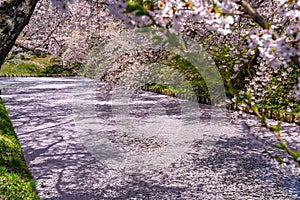 Hirosaki city cherry blossom matsuri. Clear blue sky springtime sunny day. Hanaikada petals raft at outer moat