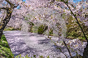 Hirosaki city cherry blossom matsuri. Clear blue sky springtime sunny day. Hanaikada petals raft at outer moat