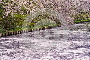 Hirosaki city cherry blossom matsuri. Clear blue sky springtime sunny day. Hanaikada petals raft at outer moat