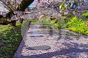 Hirosaki city cherry blossom matsuri. Clear blue sky springtime sunny day. Hanaikada petals raft at outer moat