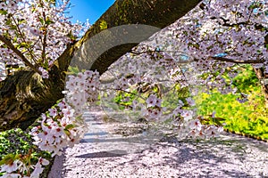 Hirosaki city cherry blossom matsuri. Clear blue sky springtime sunny day. Hanaikada petals raft at outer moat