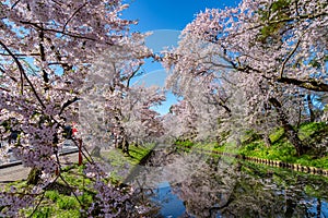 Hirosaki city cherry blossom matsuri. Clear blue sky springtime sunny day. Hanaikada petals raft at outer moat