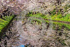 Hirosaki city cherry blossom matsuri. Clear blue sky springtime sunny day. Hanaikada petals raft at outer moat