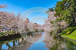 Hirosaki city cherry blossom matsuri. Clear blue sky springtime sunny day. Hanaikada petals raft at outer moat