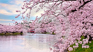 Full bloom Sakura - Cherry Blossom at Hirosaki park, Japan