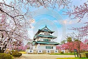 Full bloom Sakura - Cherry Blossom at Hirosaki castle photo