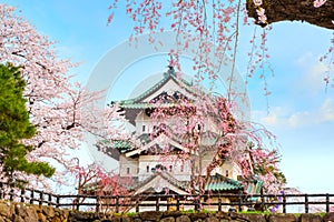 Full bloom Sakura - Cherry Blossom at Hirosaki castle in Hirosaki park photo