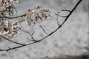 Hirosaki Park,Aomori,Tohoku,Japan: Beautiful cherry blossoms with Cherry carpetHanaikada on the pond in the background.