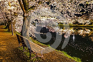 Hirosaki park cherry blossom matsuri festival light up at night in springtime season