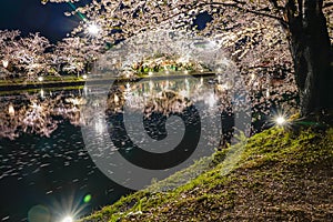 Hirosaki park cherry blossom matsuri festival light up at night in springtime season