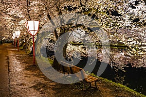 Hirosaki park cherry blossom matsuri festival light up at night in springtime season